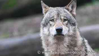 Wolf reißt Schafe in Gifhorns Nordkreis - Drei Tiere tot