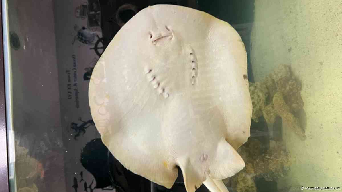 Charlotte the virgin stingray's caretakers post cryptic update about her immaculate pregnancy