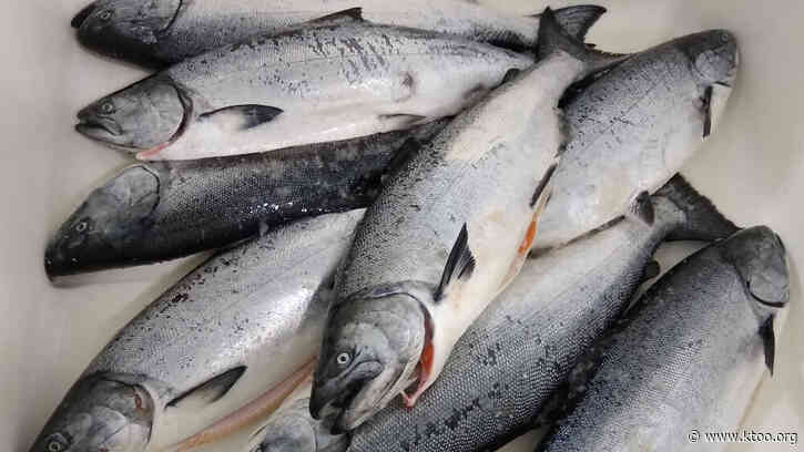 Southeast Alaska not ready for a hatchery-only king fishery, study finds