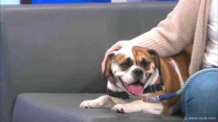 Bulldog-beagle mix Millie needs a home