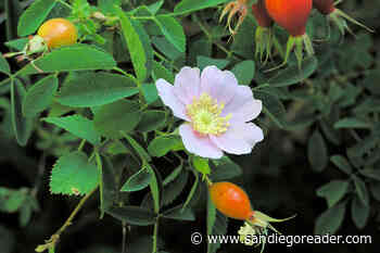 Wild Rose will bloom through July, snakes are coming out