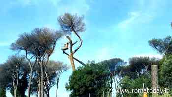 Addio ai pini, sempre più pesante il danno causato dalla cocciniglia: motoseghe in azione anche a Castel Porziano