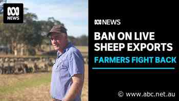 WA farmers to challenge government's ban on live sheep exports