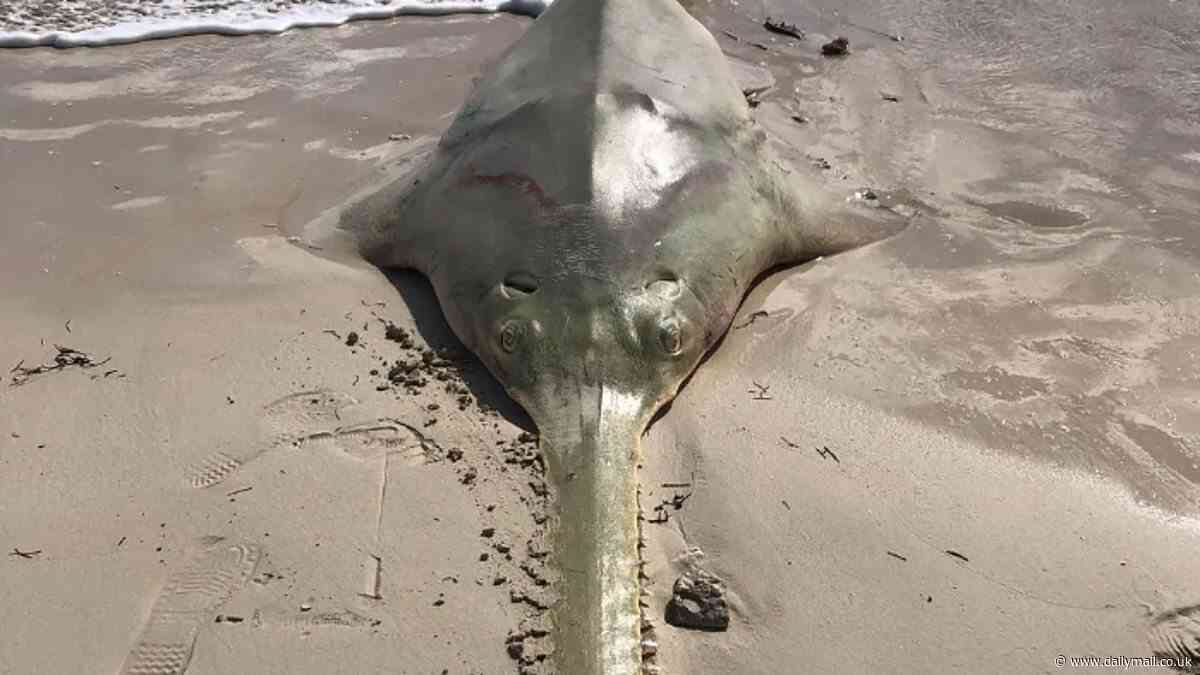 Scientists reveal why hundreds of fish in Florida Keys are spinning to death and washing up on popular beaches
