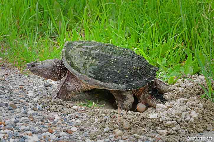 ‘They know where they’re going’: Watch out for turtles on the roadways  