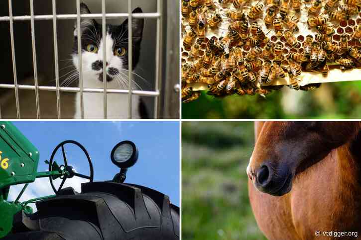 Pesticides, pet stores and animal welfare: 3 agriculture bills head to Gov. Phil Scott