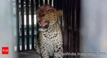 Leopard attack mars voting in UP's Lakhimpur Kheri, 2 hurt
