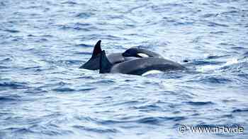 Schiffbrüchige gerettet: Orcas versenken Segeljacht
