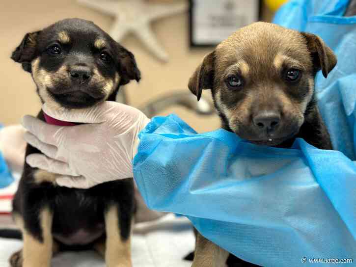 Dogs found in trash bag north of Española will soon be available for adoption