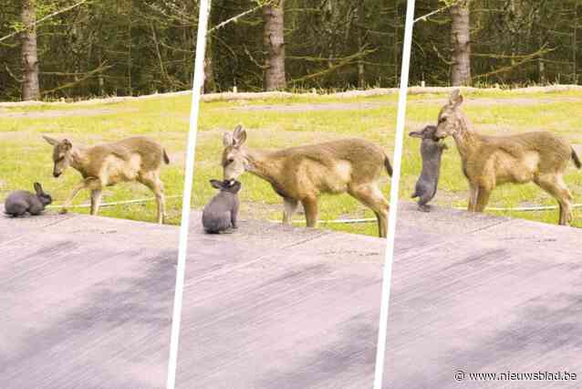 “Bambi en Stampertje in het echt!”: schattige ontmoeting tussen hertenjong en konijn gaat de wereld rond