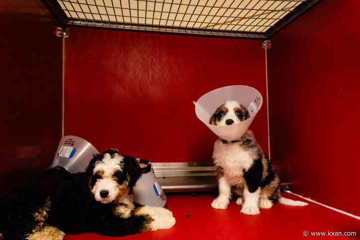 4 puppies left in hot car while owner dined at Disney: animal services