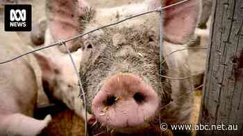 Are pigs the answer to organ donation shortages? How porcine parts made their way into humans