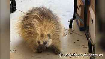 'I was in shock': Sask. homeowner finds a porcupine stowaway in her garage
