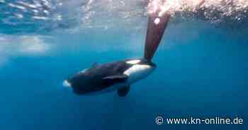 Havarie vor Gibraltar: Orcas versenken erneut Jacht