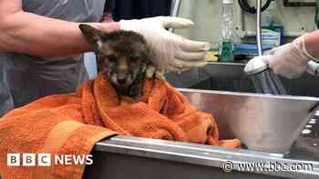 Fox cubs rescued after falling into concrete pits
