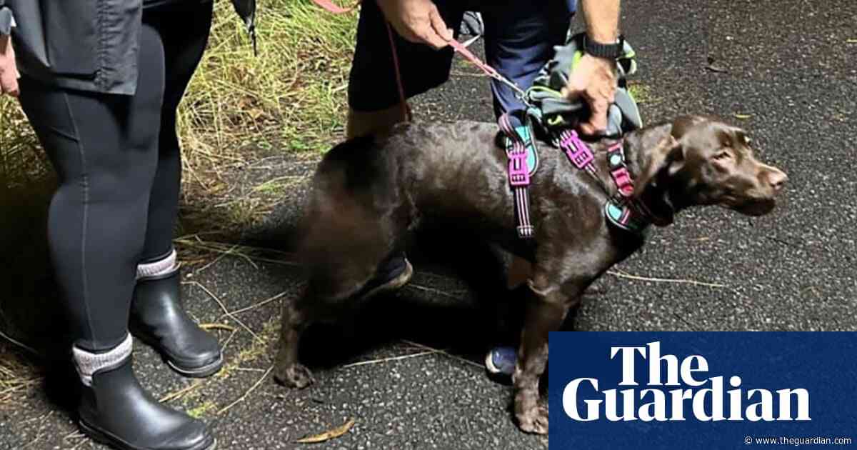 Missing labrador puppy rescued from Sydney embankment – video
