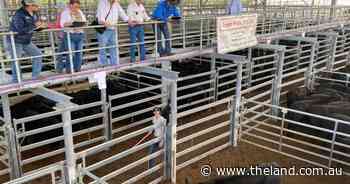 Pregnancy-tested-in-calf females dominated Singleton yarding