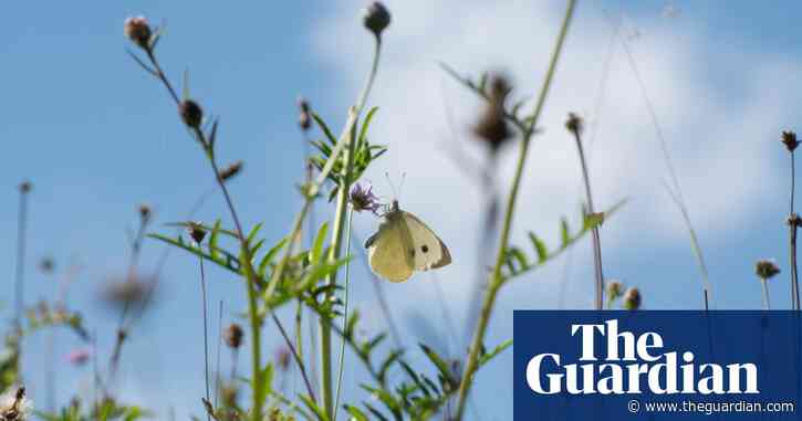 Ministers mount last-ditch attempt to save EU laws on restoring nature