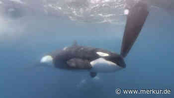 Orcas versenken erneut Yacht nahe Spanien – Segler setzten noch einen Notruf ab