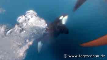 Orcas versenken Jacht an der Straße von Gibraltar