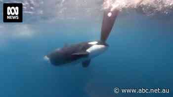 Orcas have sunk another boat off European coast. Baffled scientists think they may know why