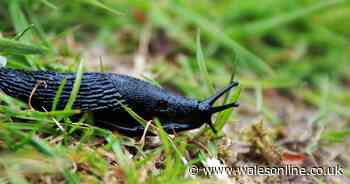 Specialist's five humane ways to stop slugs and snails 'wreaking havoc' in your garden