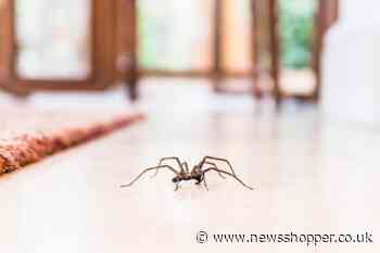 How to keep spiders out of your home in the UK this summer