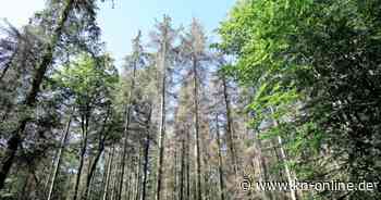 „Wald entwickelt sich zum Dauerpatienten“: Teilweise vier von fünf Bäumen krank