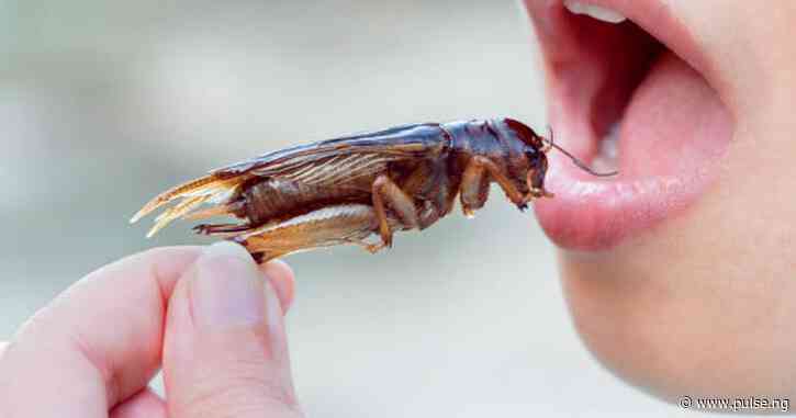 Cockroaches and 7 other weird foods from around the world