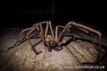 UK's biggest spider confirmed to be lurking in buildings
