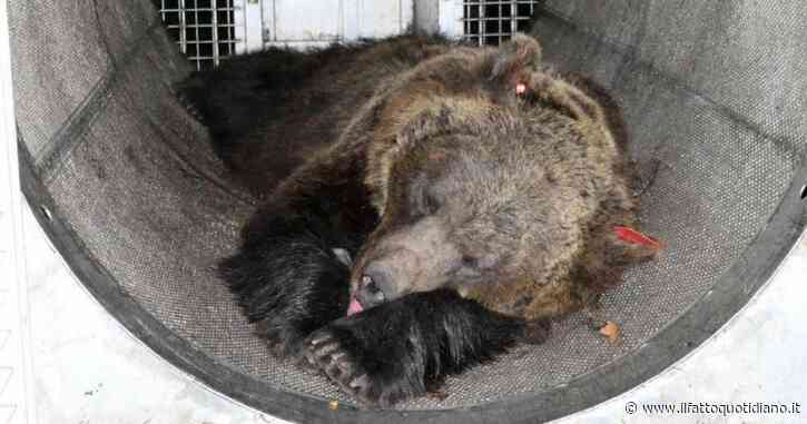 Niente abbattimento per Jj4: l’orsa che uccise il runner Andrea Papi sarà trasferita nella Foresta Nera in Germania