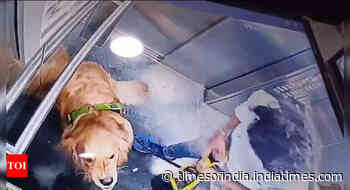 Watch: Man brutally thrashes dog inside lift; netizens in shock