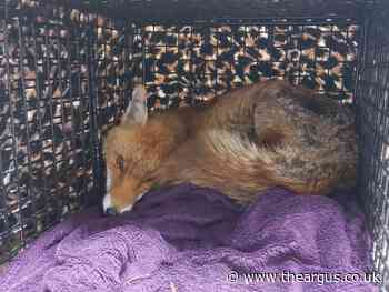 Hastings fox found not moving with severe infection rescued