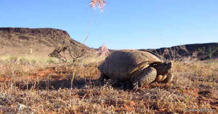 Environmental study says building ‘critical’ St. George highway would spread weeds, cause fires and threaten tortoises