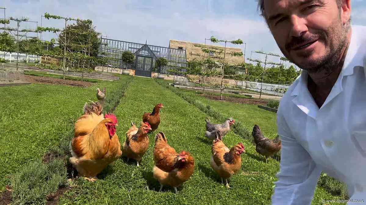 Posh and peck! David Beckham deals with a different kind of fowl as former footballer is trailed by his chickens while walking the grounds of his £6million Cotswolds home