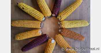 "Tambudzai maïspopulatie – oerdegelijk, eerlijk en biodynamisch uit eigen land"