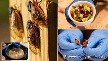Gourmet grub! Cicadas have become the latest food trend with chefs posting recipes for bacon-wrapped, Cajun fried and praline pests - so, would YOU be brave enough to eat them?