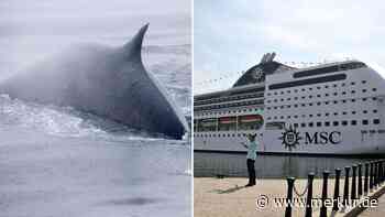 Tragischer Fund: Durch Kreuzfahrtschiff getötet – riesiger Wal erst im Hafen von New York entdeckt
