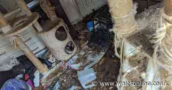 The filthy house with diarrhoea and rubbish over the floor where a woman lived with eight cats