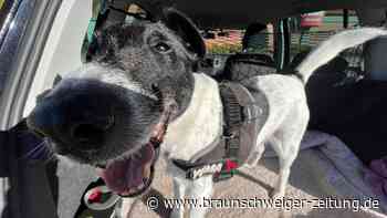 Happyend in Herzberg: Ausgesetzter Hund findet neues Zuhause