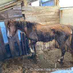 Besmeurde paarden die al maanden opgesloten zaten ontdekt in Deurne