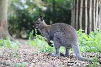 Rondhuppelende wallaby al enkele keren gespot in Wolfsdonk: “We weten niet waar het diertje vandaan komt”