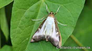 Regulated area for invasive box tree moth expanded to parts of the Maritimes