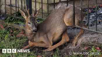 Firefighters rescue deer trapped in railings