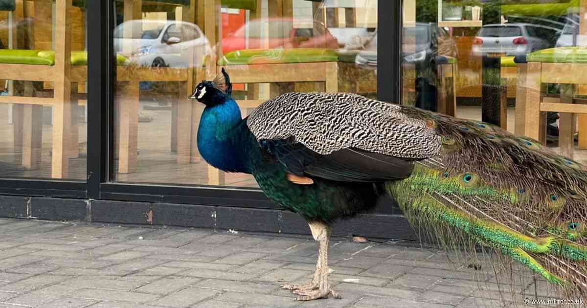 Peacock 'scavenging' at Burger King mocked as sign of 'pigeon gentrification'
