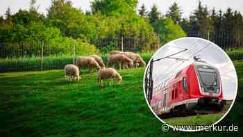 Schafsherde von Zug erfasst: Strecke musste zeitweise gesperrt werden