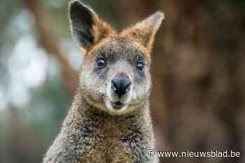 Rondspringende wallaby al enkele keren gespot in de regio: “We weten niet waar het diertje vandaan komt”