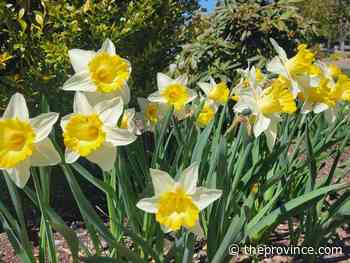 How to protect daffodil bulbs from pests