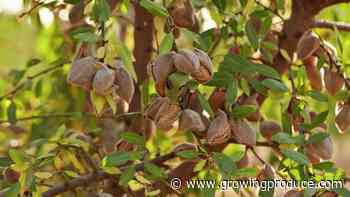 Big Bloom Makes for Booming Almond Crop