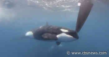 Killer whales attack and sink another yacht in Strait of Gibraltar